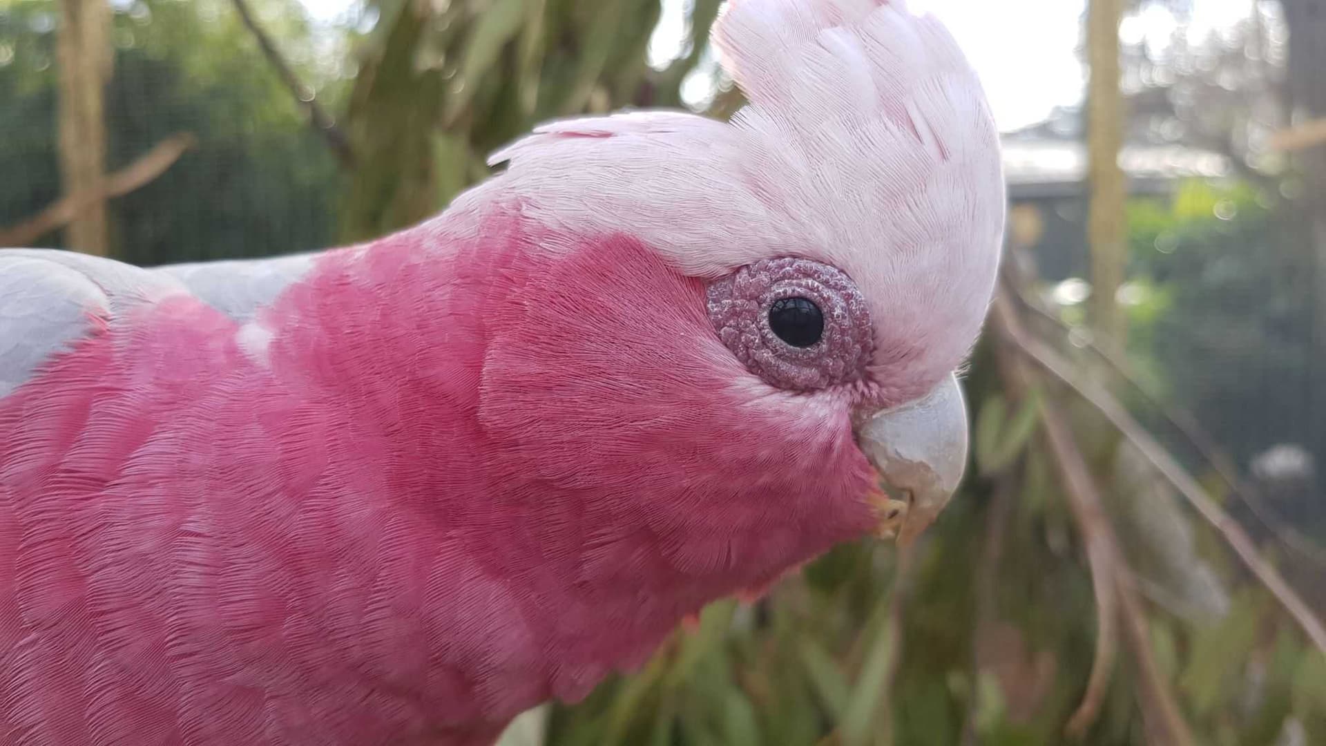 Parrots for Sale – Safe Shipping Guaranteed by Amazing Birds Farm