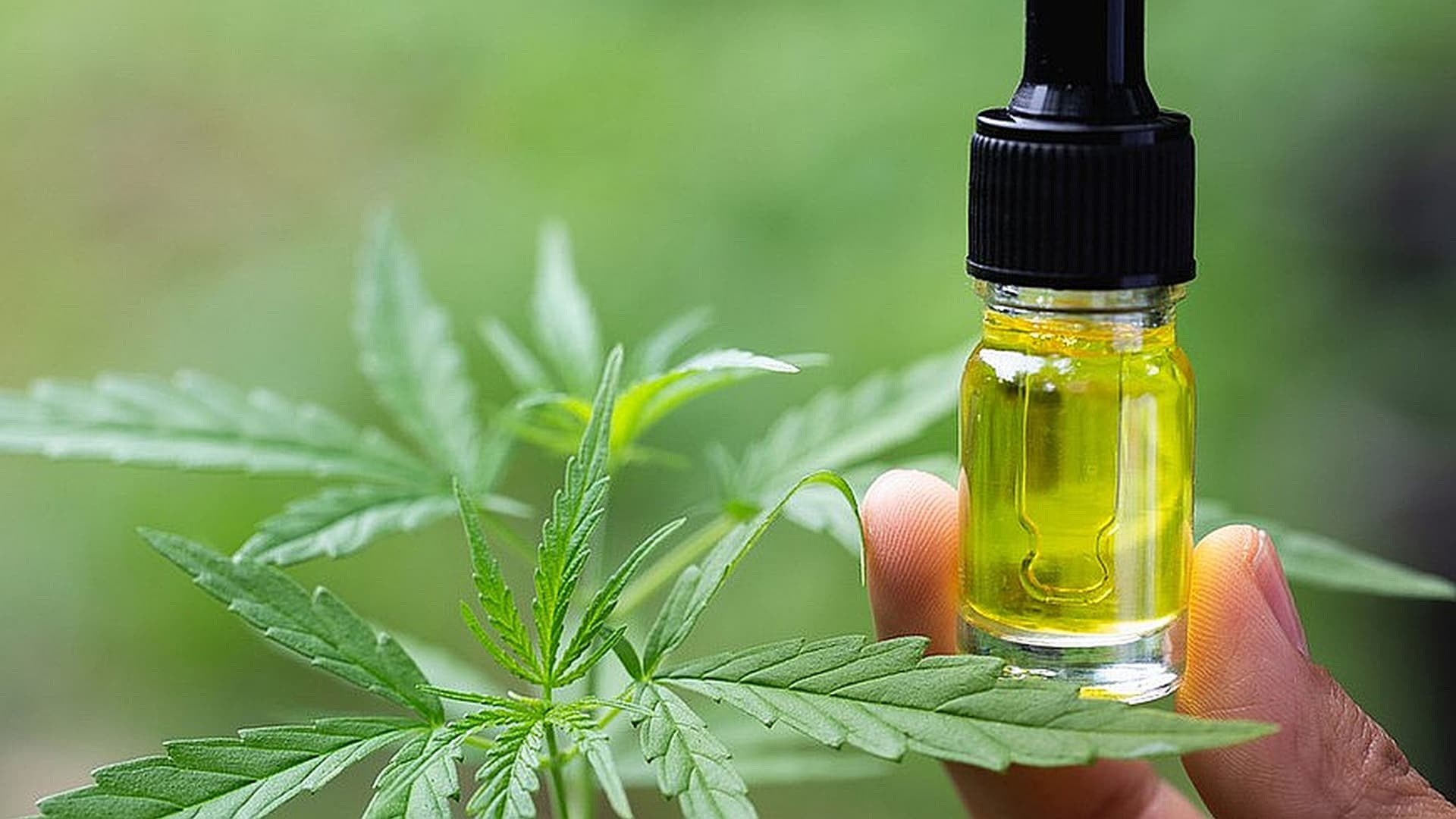Miami Runtz Strain – Experience the Unique Blend of Flavor and Calm by Miami Rave