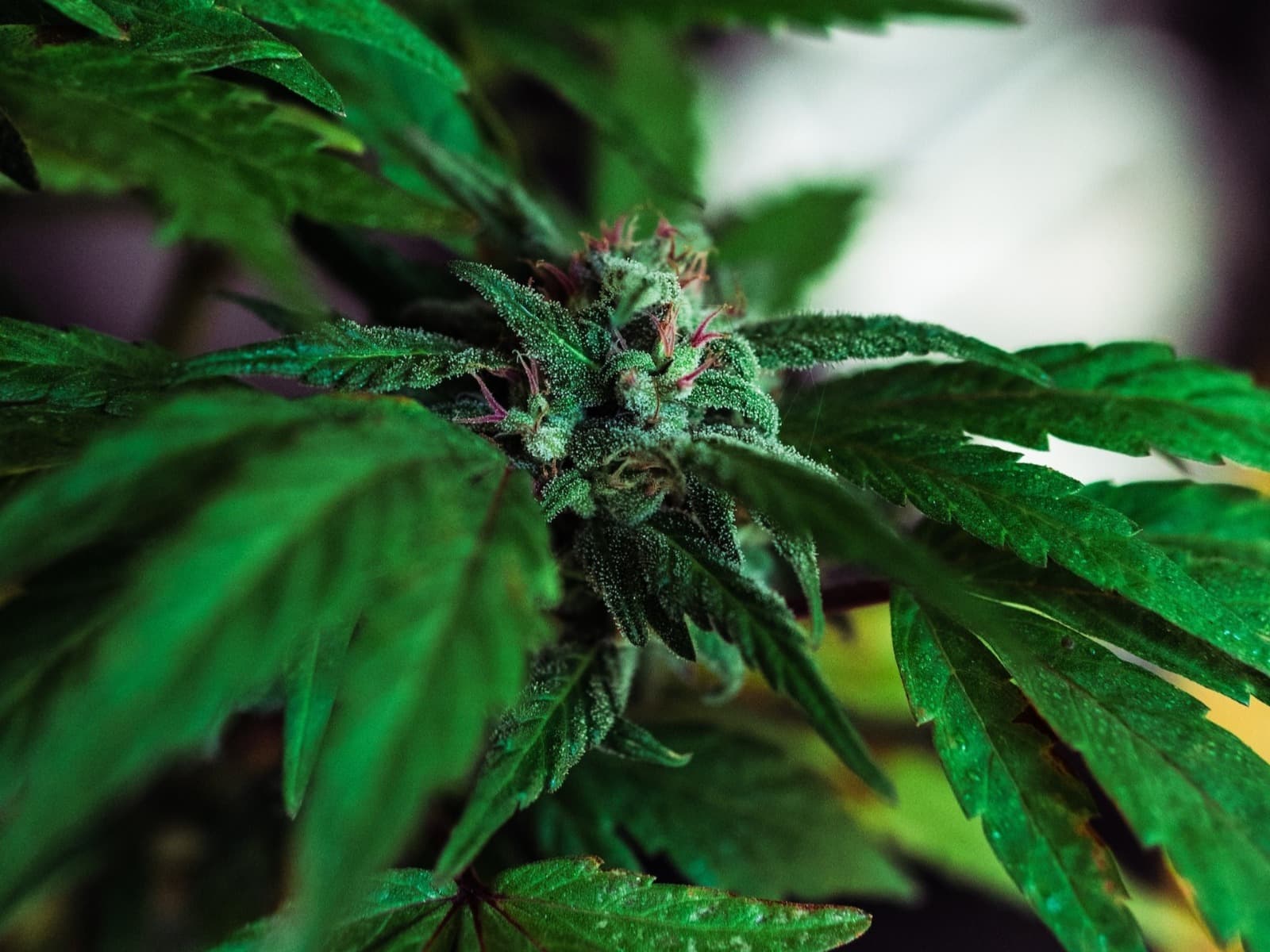 Weed Spain | Responsible Tourism with Clubs Cannabis Madrid