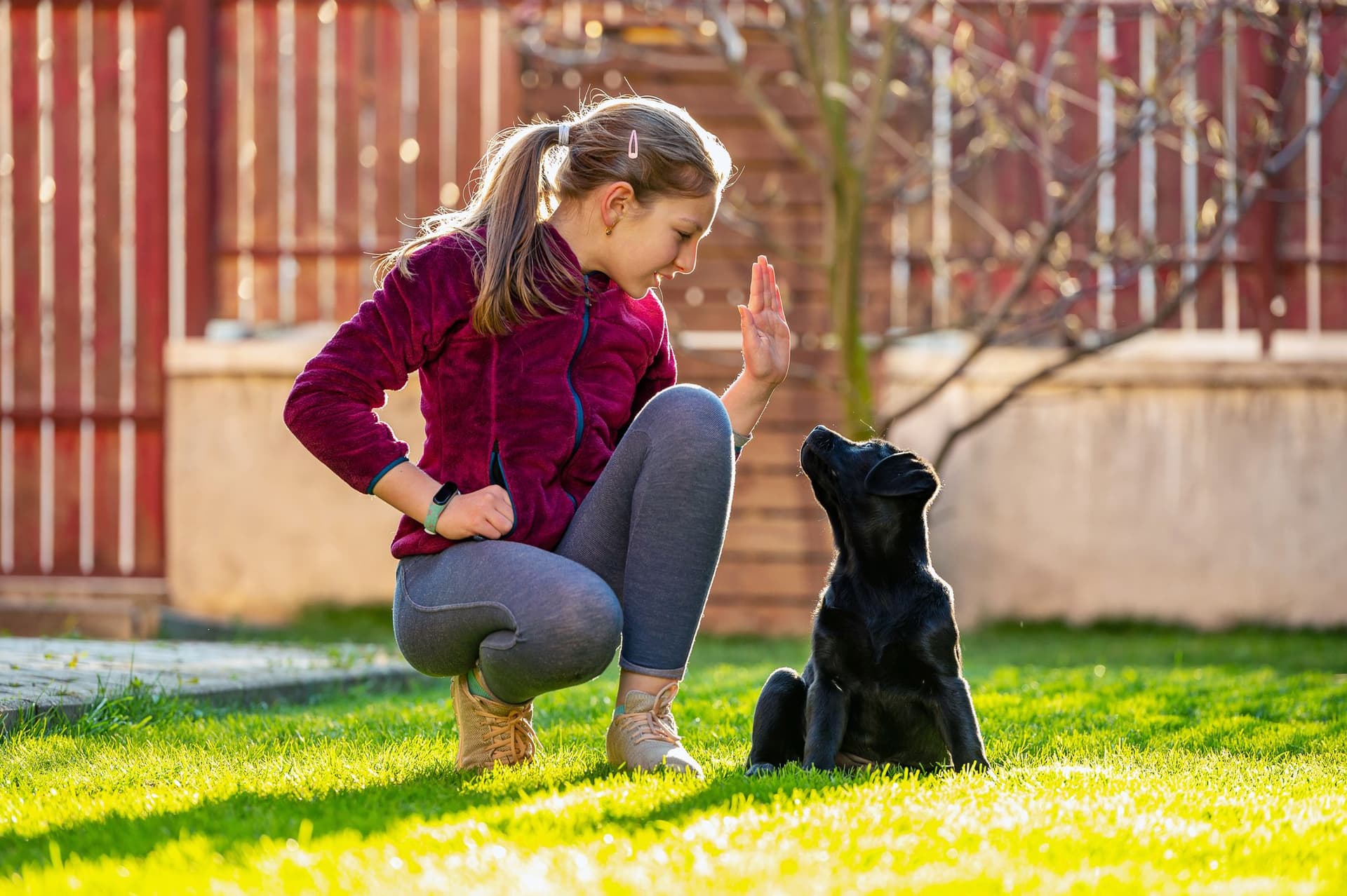 Canine Dock Diving: The Ultimate Guide to Training, Safety, and Performance