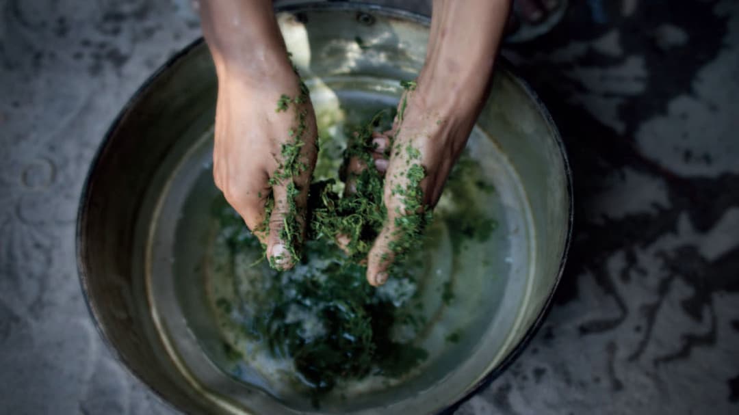Kratom Chiang Mai for Beginners: What You Need to Know