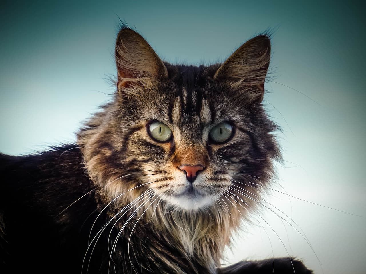 Maine Coon Kittens for Sale in Sacramento – Visit Amore Cattery