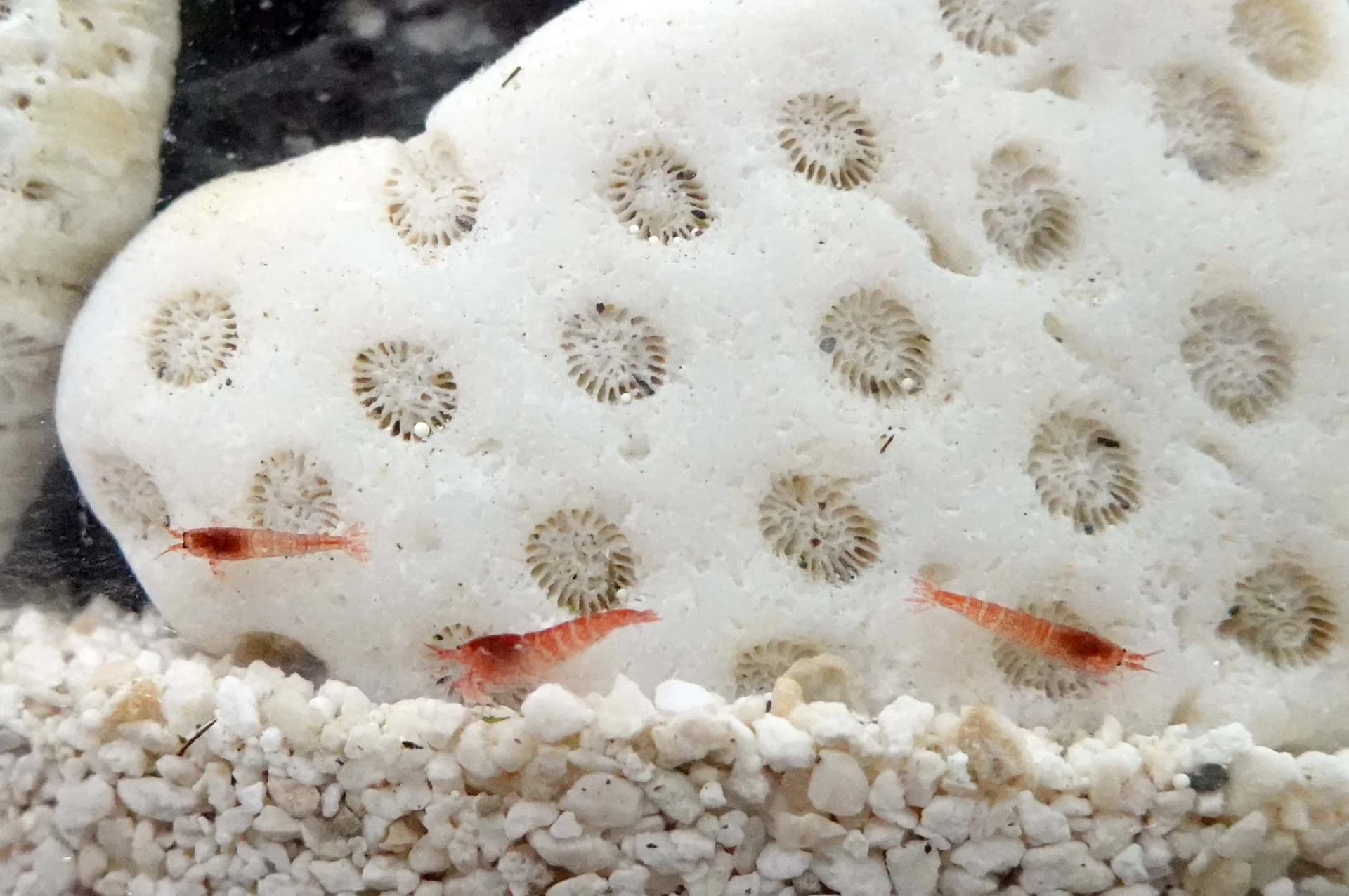 Opae Ula Shrimp for Long-Term Sustainable Aquariums
