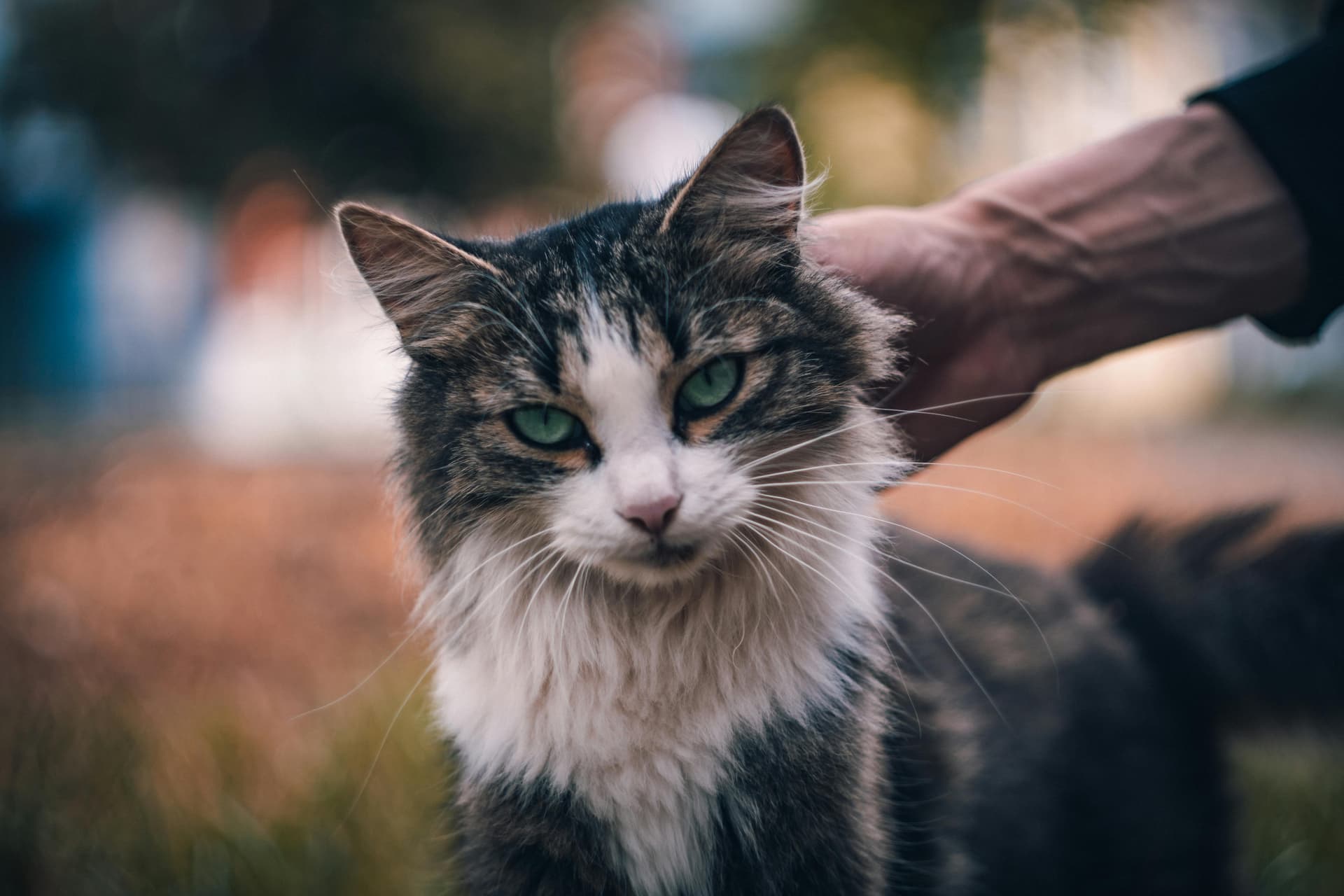 Maine Coon Cats for Sale with Stunning Looks and Gentle Temperament