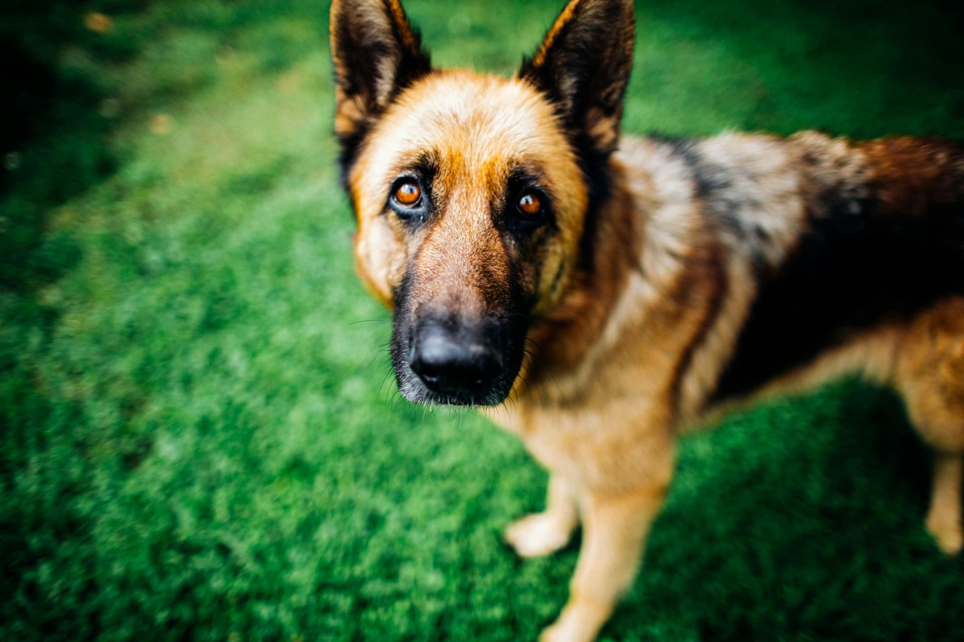 Security Dog Services Birmingham – Professional K9 Security