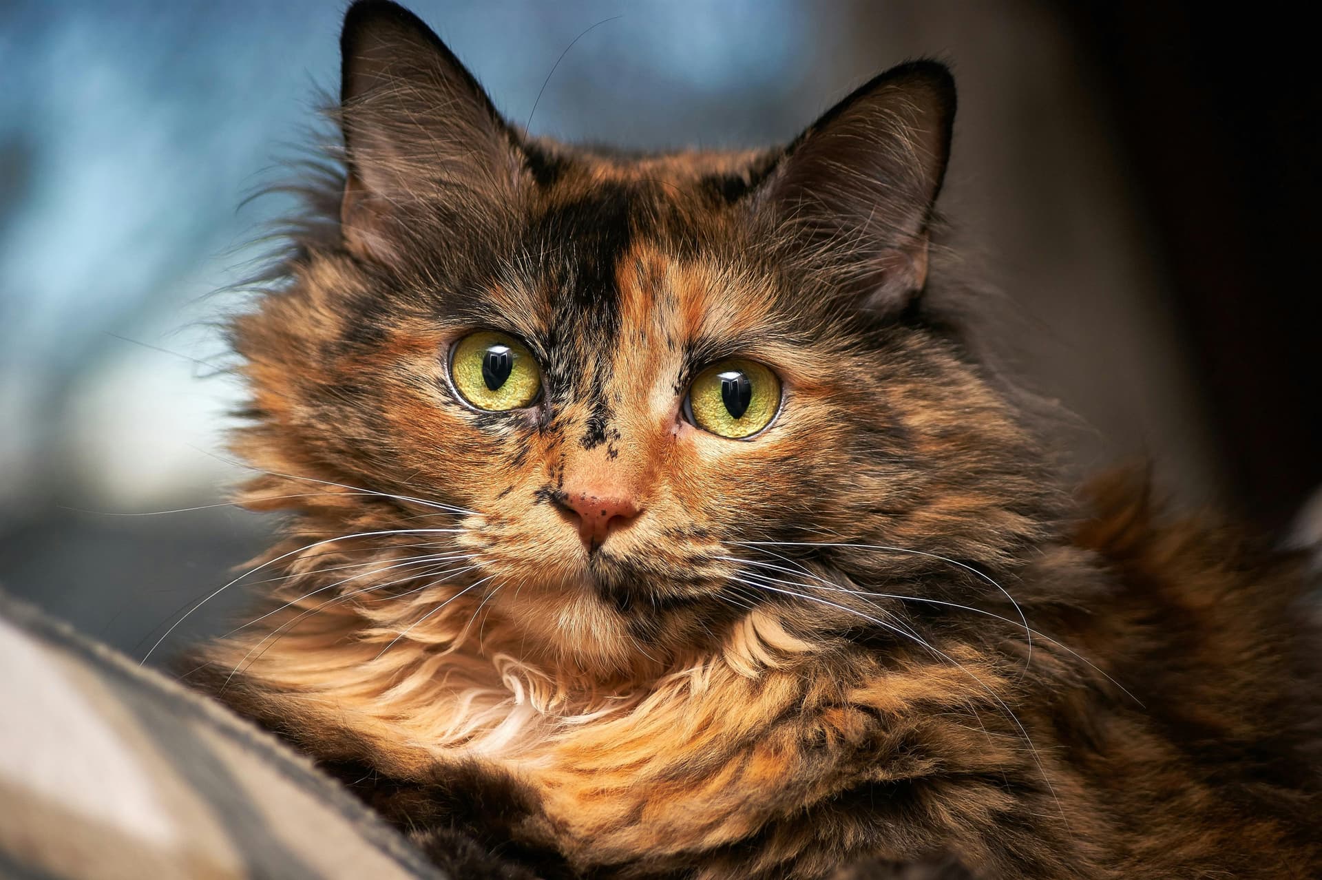 Friendly Maine Coon Cats for Sale Sacramento Families Will Love
