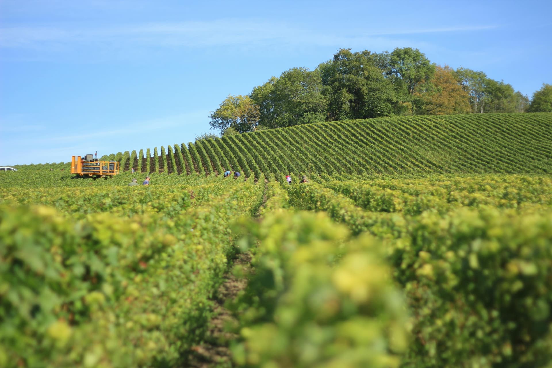 Clarksburg CA: Where Wine Tradition Runs Deep