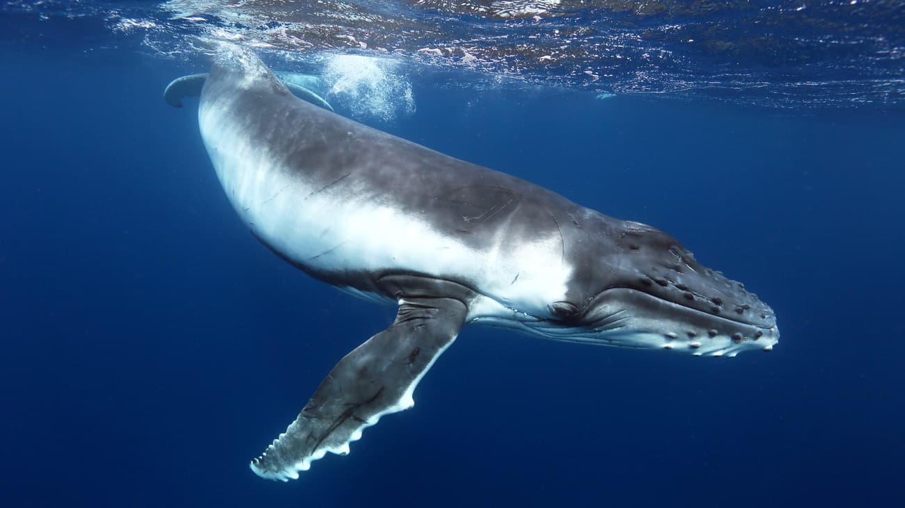 Protecting Ocean Spirits: A-LAW with marianthi baklava Leading Legal Reform