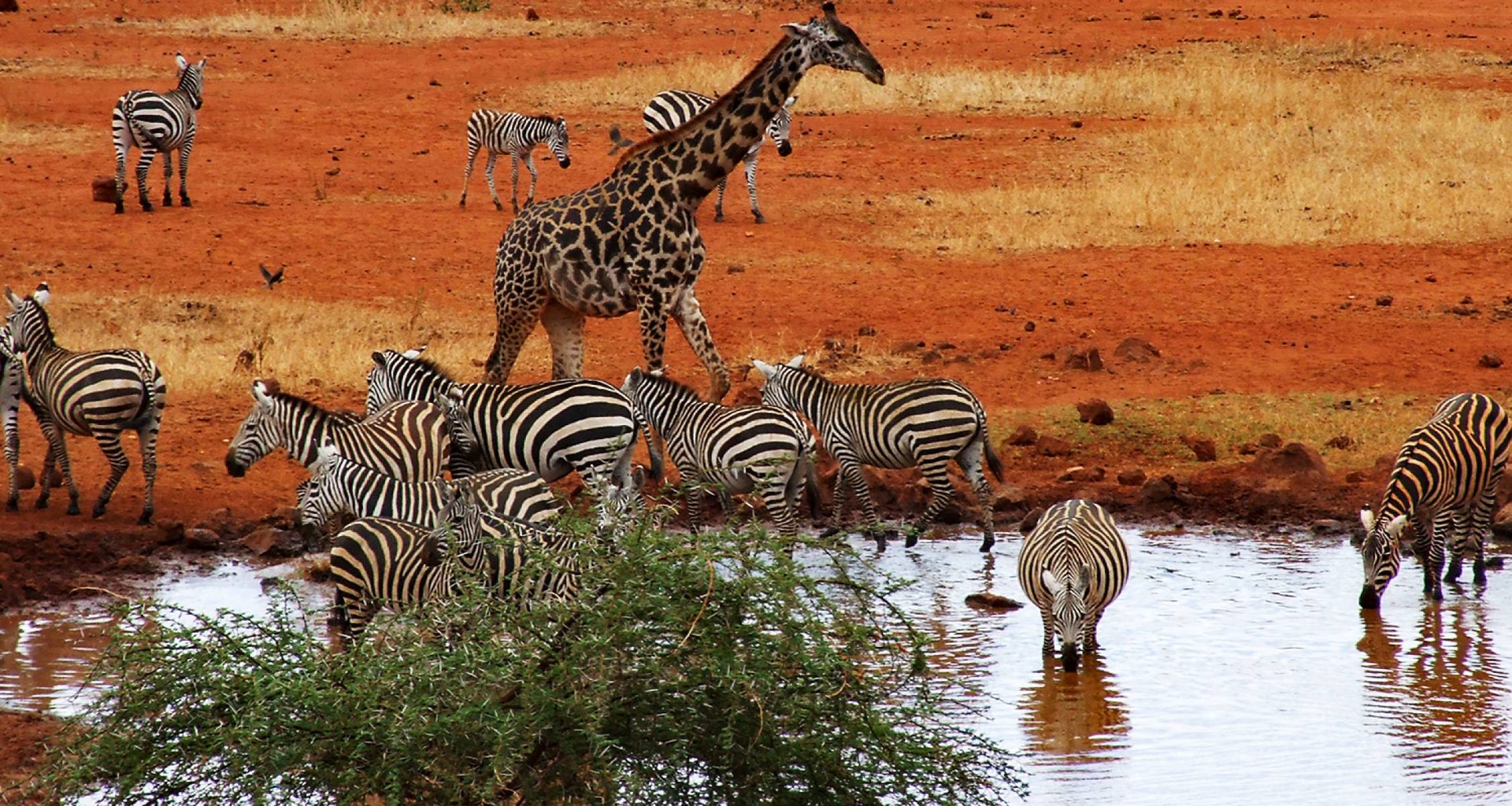 Kenya Tanzania Safari Packages for Every Budget