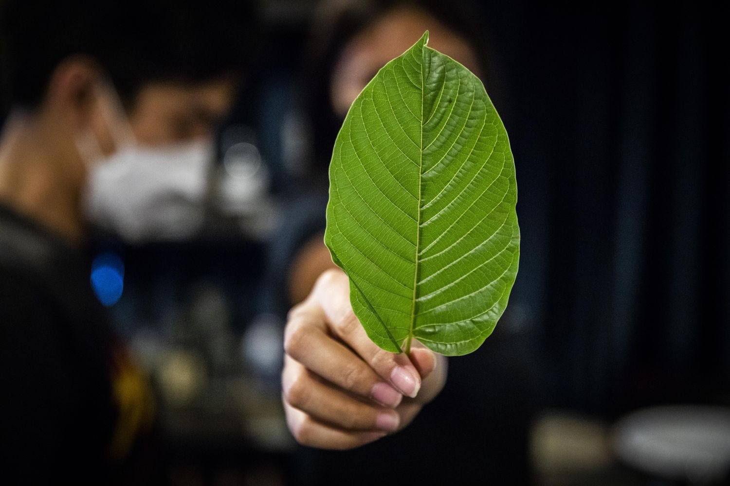 Kratom Tea Shop Chiang Mai: Popup CNX Sets the Standard