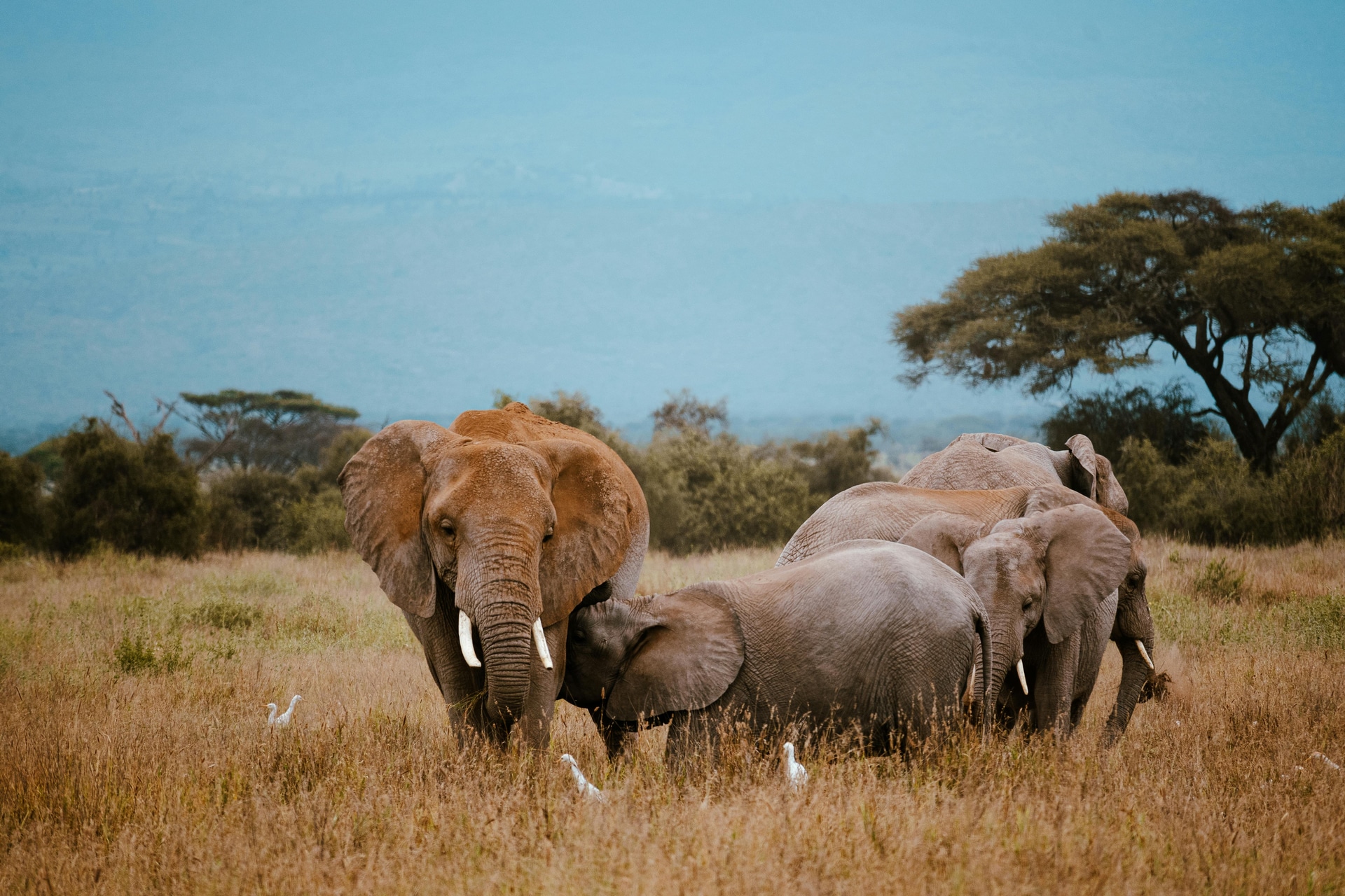 Kenya Tanzania Safari Tours – Adventure, Wildlife & Culture Combined