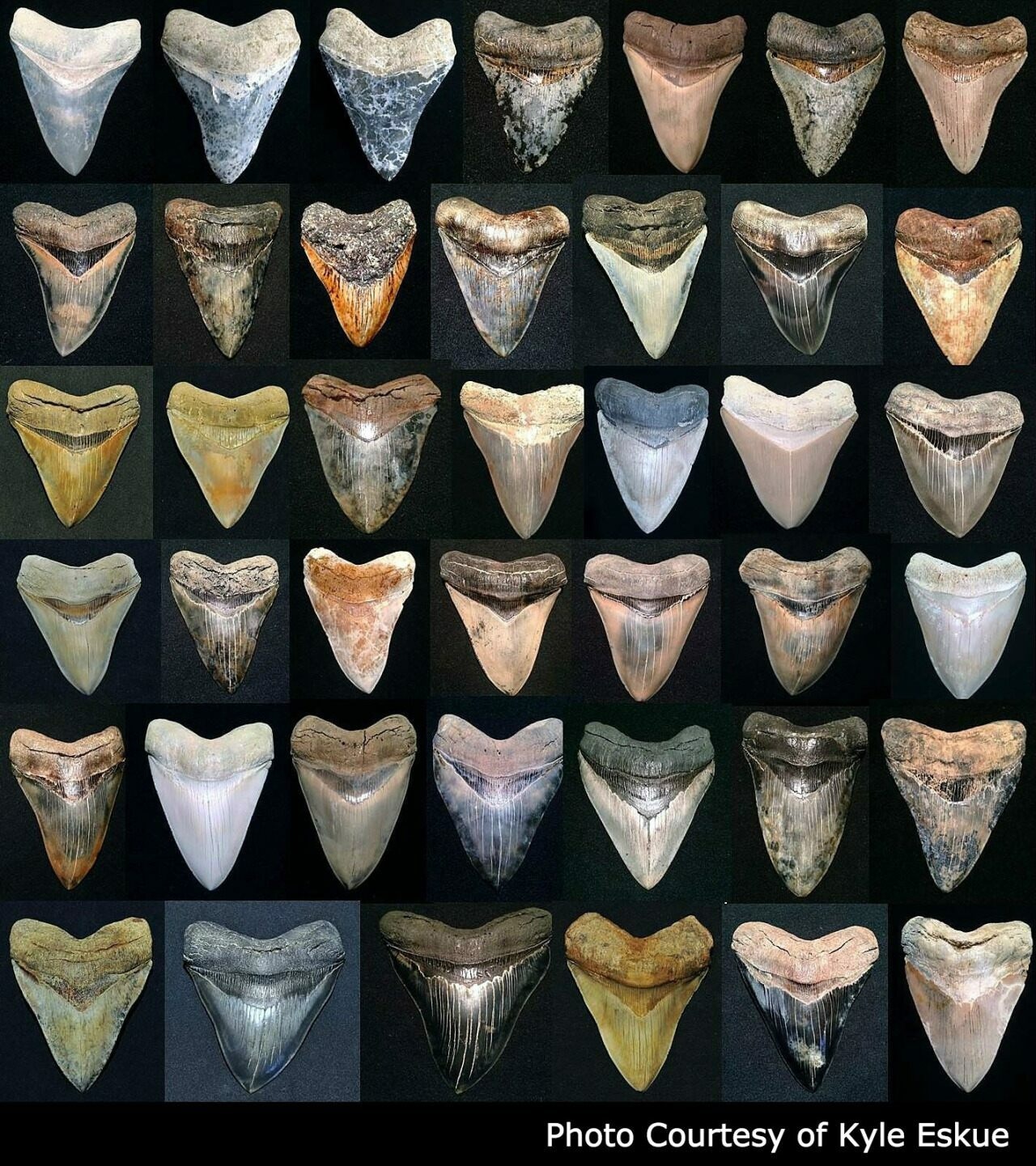 WHY YOU SHOULD VISIT FOSSIL DRIVEN’S MEGALODON COLLECTION ONLINE