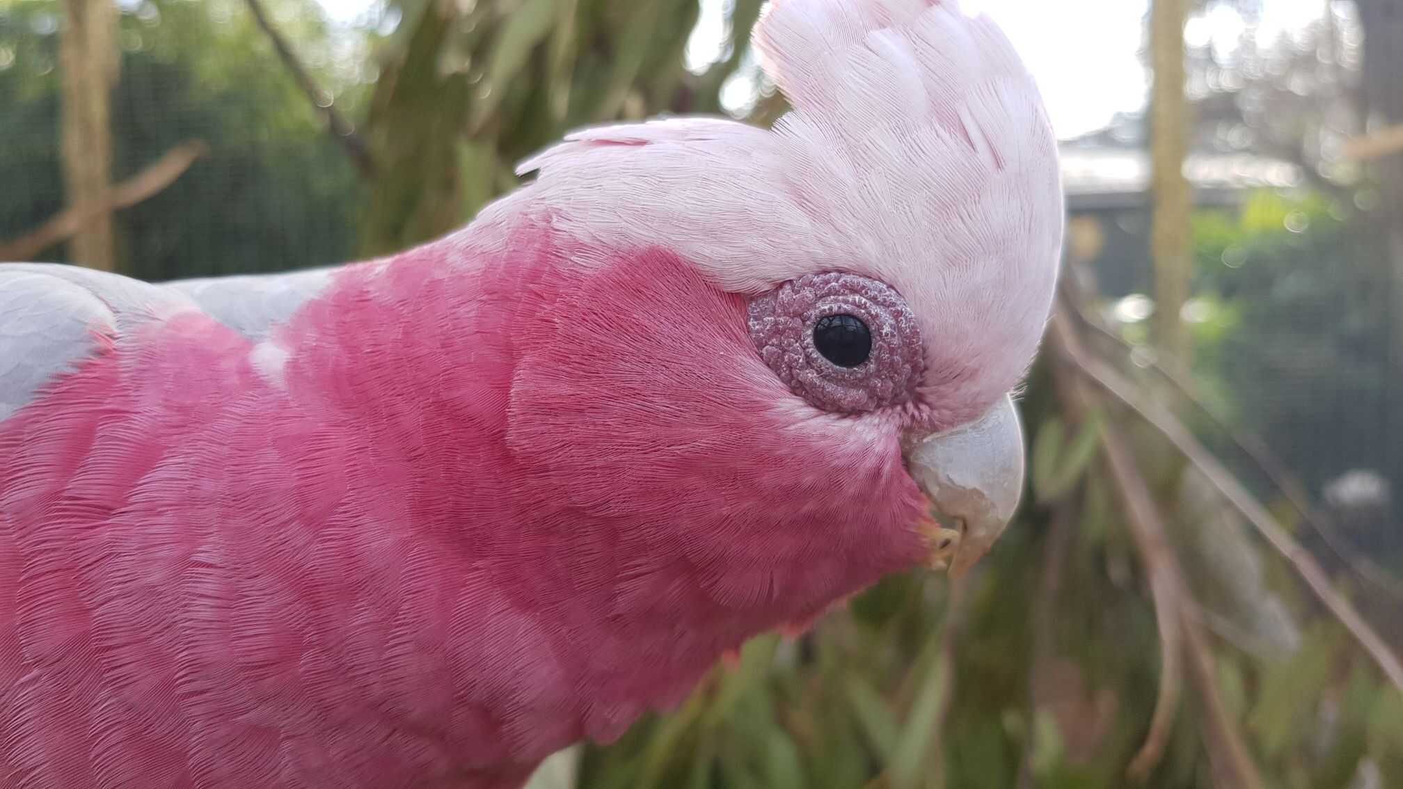 Parrots for Sale – Safe Shipping Guaranteed by Amazing Birds Farm