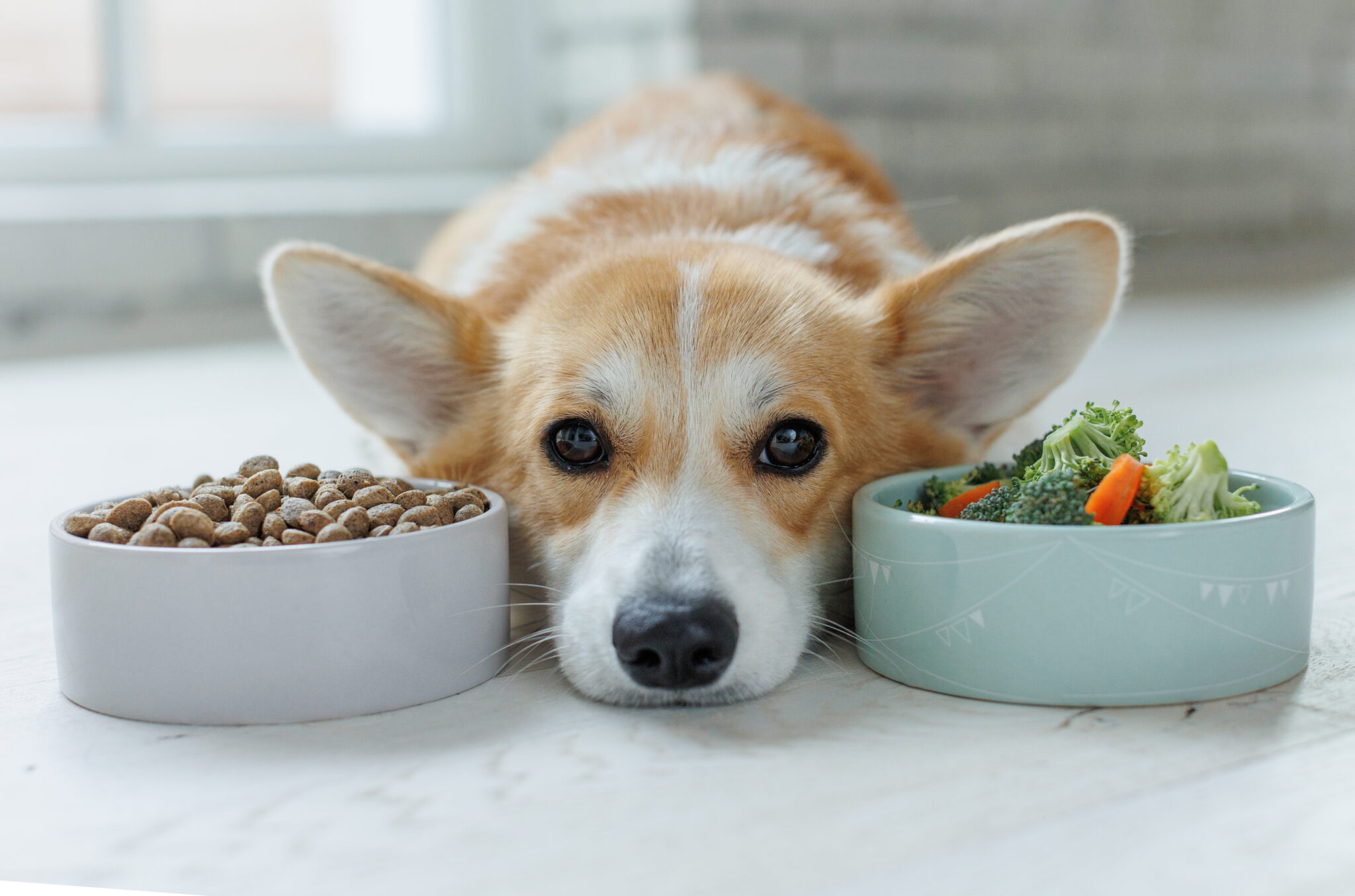 The Farmer's Dog Price: 2025 Cost Guide