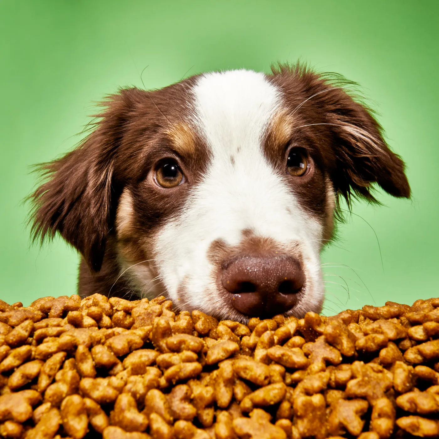 The Farmer's Dog Price: 2025 Cost Guide