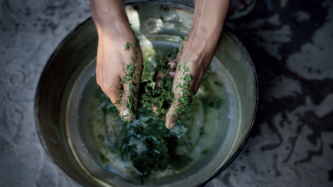 Kratom Chiang Mai for Beginners: What You Need to Know