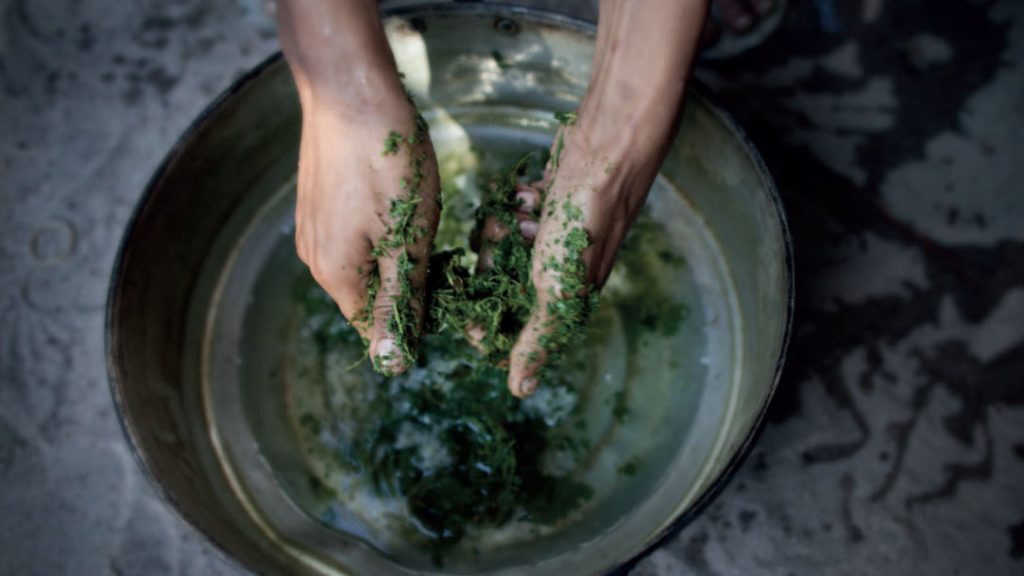 kratom__ScaleMaxWidthWzEwODBd