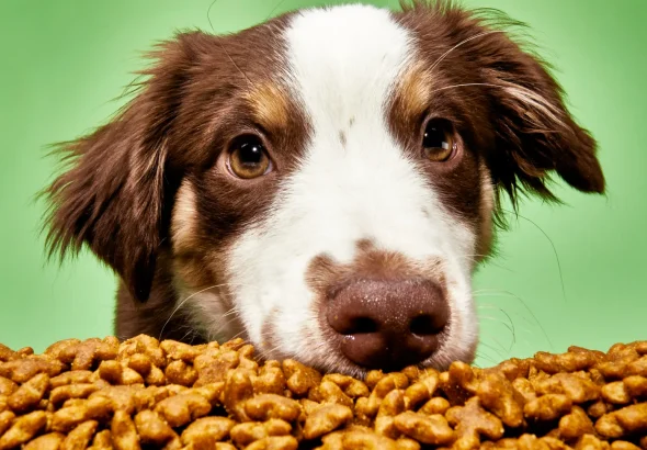 f57a2f1d6de4cbf768e5f97fb39f69caa7-dog-food-106-final.1x.rsquare.w1400