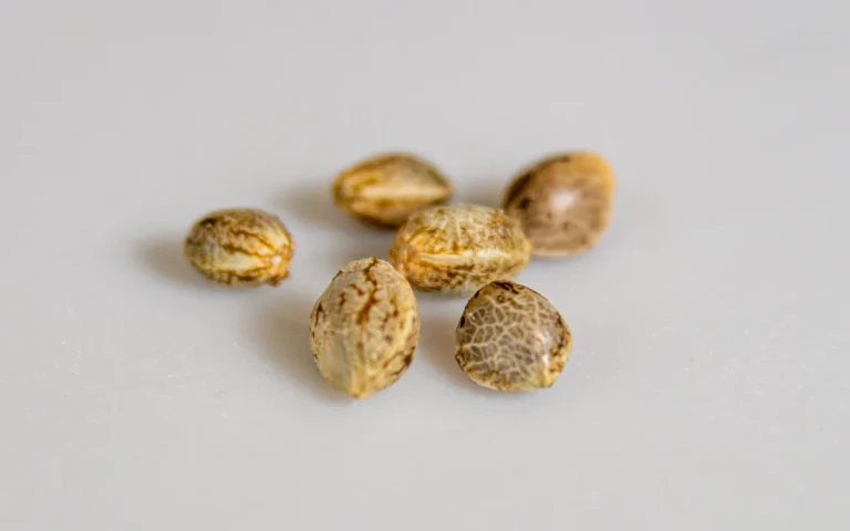 cannabis-samen-fur-anfnger_628326a0-447e-4c0a-bf9a-122bed6502c5_1200x (1)