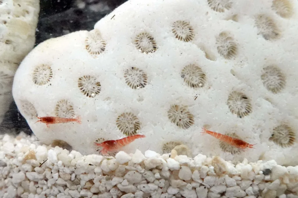 opae+ula+shrimp+D2+4